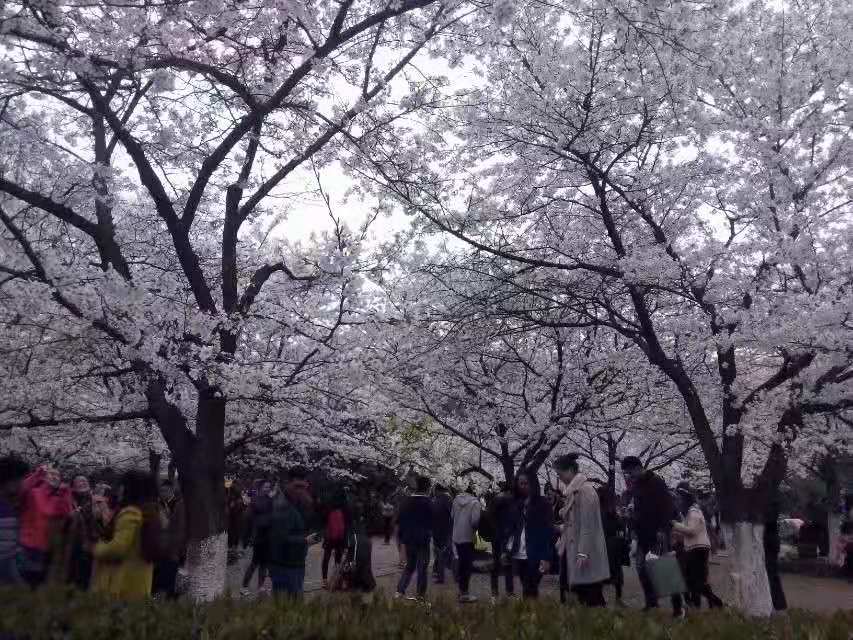 潤東方總部領導相約盛秦風，相約武大櫻花4